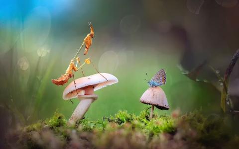 螳螂，蘑菇，蝴蝶，森林