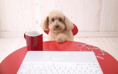 狗，杯，笔记本电脑，眼镜