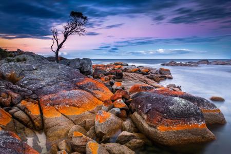 海，岸，岩石，岩石，树，塔斯马尼亚岛，澳大利亚，日落，景观