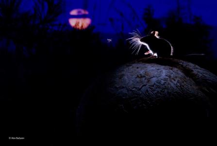 鼠标，鼠标，夜晚，黑暗