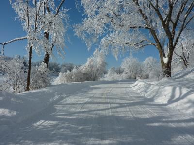 冬天，路，树，景观