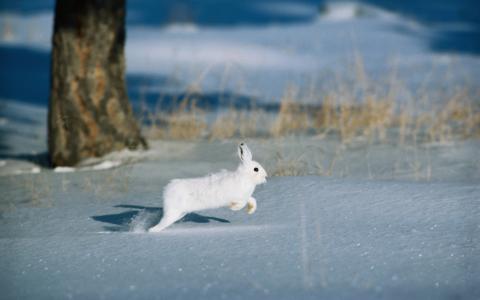 白色野兔，冬天森林
