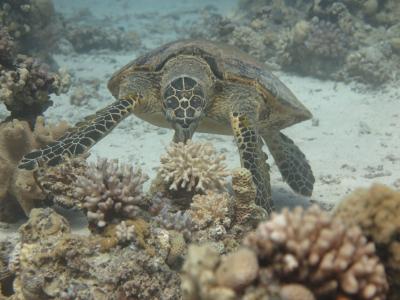 乌龟，深度，海，珊瑚