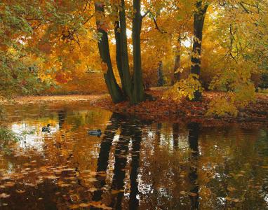 秋天，树木，池塘，鸭子，大自然