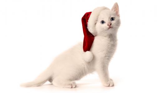 白色的小猫，红色的帽子