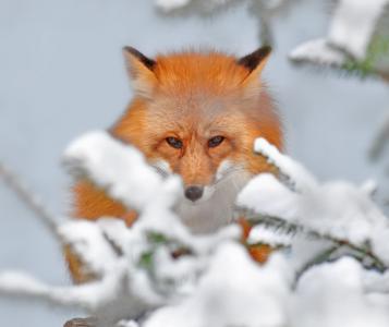 狐狸，雪，美容，分支机构，性质，冬天