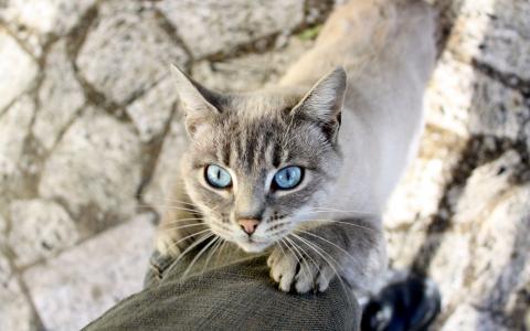 猫，蓝色，眼睛，猫