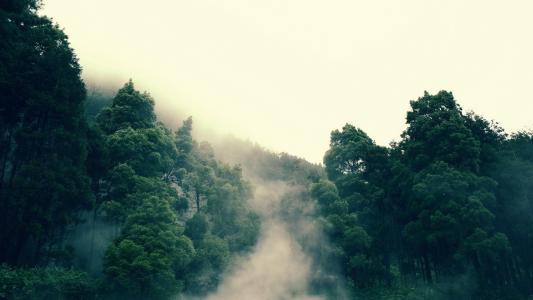 雾，森林，早上