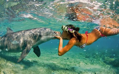 自然，海，海洋，女孩，海豚