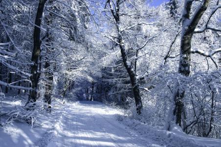 Janek Sedlar，作家，风景，冬天，雪，寒冷，树木，道路