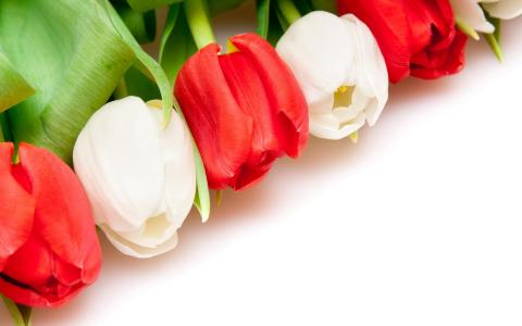 红色和白色的花朵，郁金香