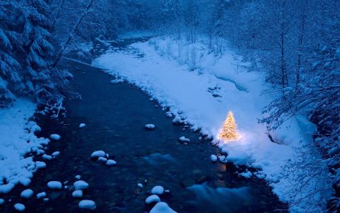 森林，河，雪，圣诞节fir