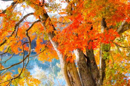 秋天，树木，叶子，福岛，日本，福岛，日本，秋天
