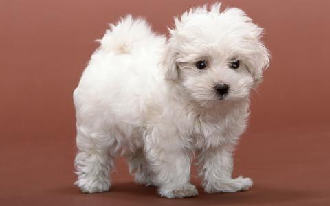 小狗，白色，背景