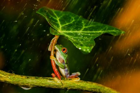 青蛙，叶子，雨