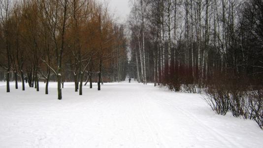 冬日，Sosnovka公园，彼得