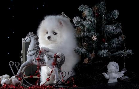 白色，狗，新，年，圣诞节，装饰品，毛皮树