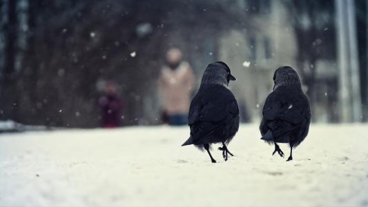 冬天，两只，鸟，雪，乌鸦