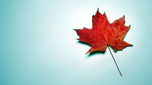 红色，蓝色背景，秋天的叶子