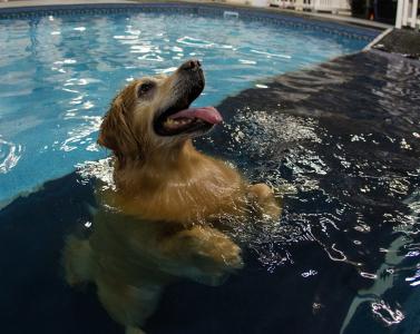 透明度，游泳池，水，狗