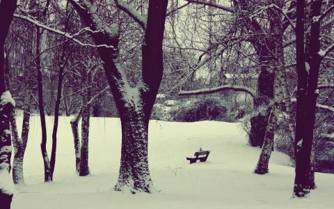 自然，冬季，公园，雪，长凳，树木