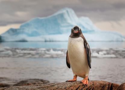 冰，企鹅，南极洲