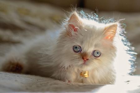 喜马拉雅猫，波斯色点，coteyka，猫，蓝色的眼睛