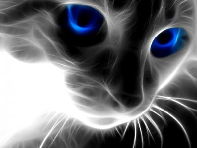猫，蓝色的眼睛