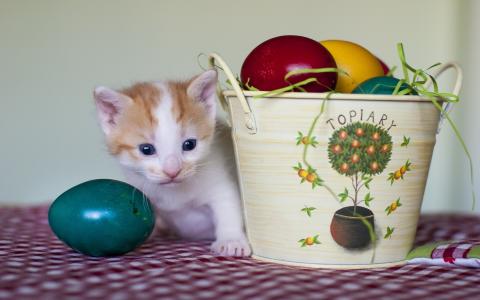 小猫，鸡蛋，krashenki，水桶，复活节