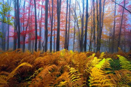 秋天，树木，公园，西弗吉尼亚州，西弗吉尼亚州，西弗吉尼亚州立公园