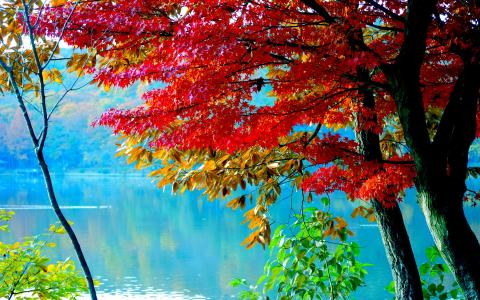 秋天，秋天，叶子，湖