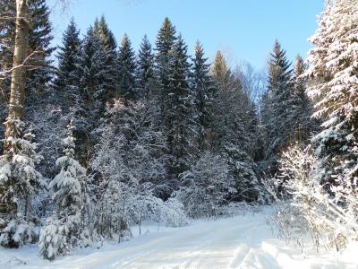 冬天，木头，雪