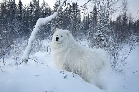 狗，冬天，雪，木材
