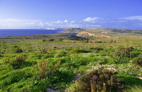 景观，马耳他，海岸，草，性质