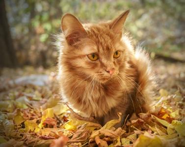 猫，猫，红色，无家可归，孤独，街道，秋天，叶子