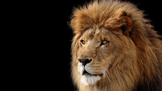 狮子，野兽，捕食者
