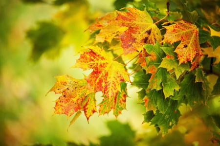秋天，叶子，宏，黄色，绿色，宏，模糊背景