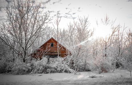 冬天，树木，房子，景观