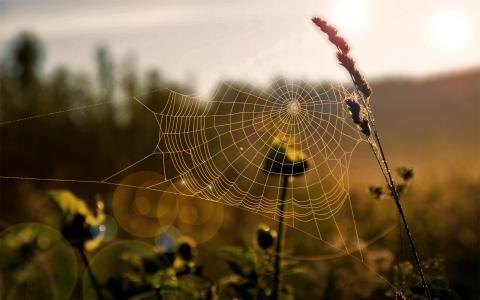 蜘蛛网，草，光，太阳