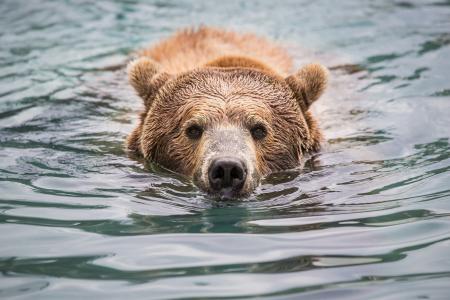 熊，灰熊，枪口，鼻子，游泳，游泳