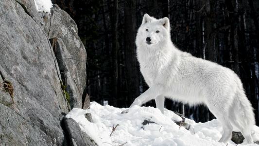 狼，白，羊毛，冬天