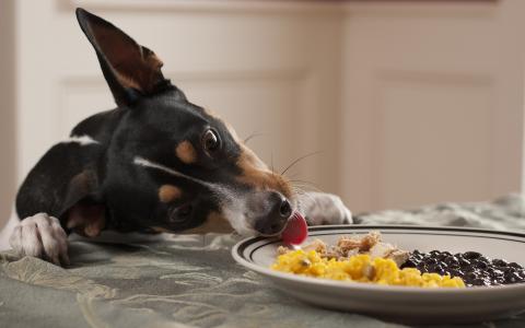 狗，盘子，食物