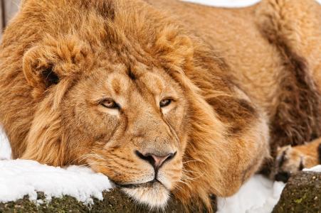 狮子，野兽之王，捕食者