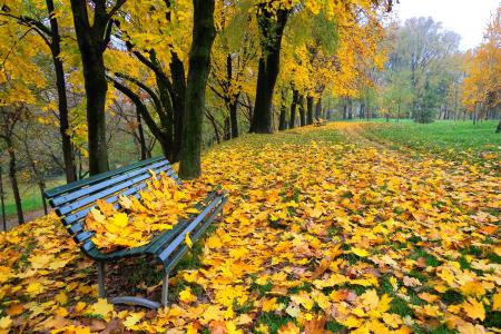 秋天，公园，长凳，树木，景观