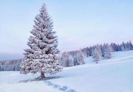 云杉，大量的积雪，在雪地里吃东西，冬天