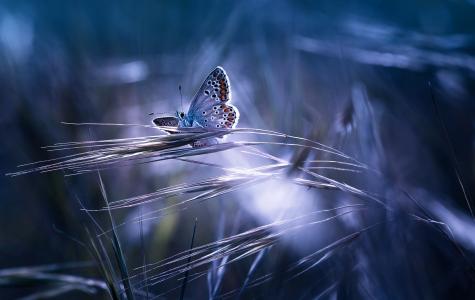 自然，蝴蝶，草，蓝色背景