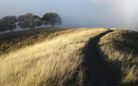 路径，干草，树木，雾