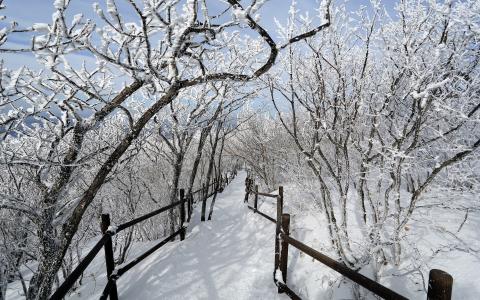 冬天，树木，雪，路径