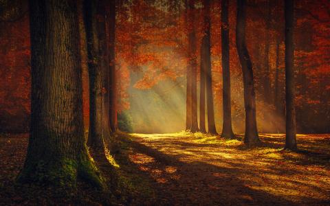 光，树，景观，自然，美女，秋季