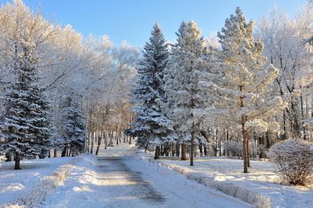 冬天，道路，雪，树木，云杉